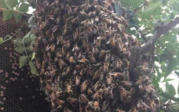 蜜蜂自然分蜂一年有幾次？