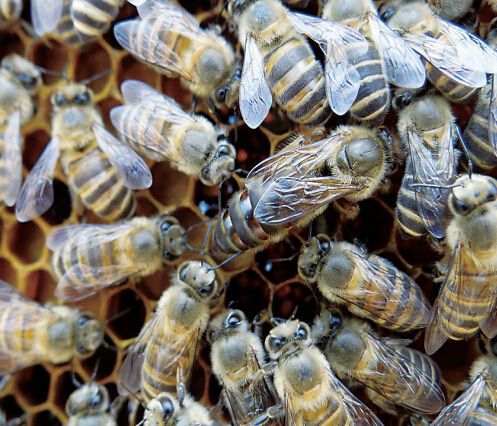 意蜂蜂場集體換王方法（意蜂養殖，更換蜂王需要注意什么）