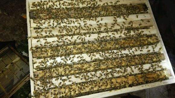 蜜蜂白堊病如何防治？