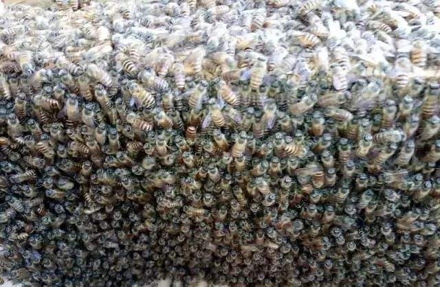 蜜蜂白堊病如何防治？