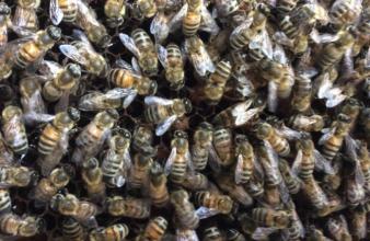 蜜蜂白堊病如何防治？