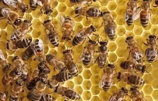 網(wǎng)上買(mǎi)的蜂群怎樣過(guò)箱（網(wǎng)購(gòu)蜜蜂怎么過(guò)箱）