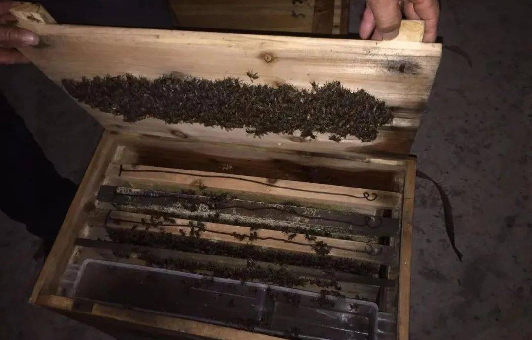 網(wǎng)上買(mǎi)的蜂群怎樣過(guò)箱（網(wǎng)購(gòu)蜜蜂怎么過(guò)箱）
