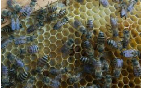 蜂群檢查注意事項(xiàng)（怎么看的出來(lái)蜜蜂該分群了）