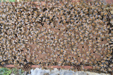 蜂群檢查注意事項(xiàng)（怎么看的出來(lái)蜜蜂該分群了）