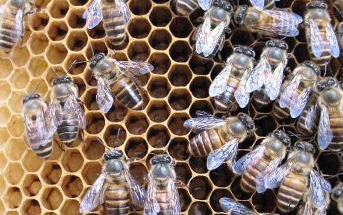 阿壩中蜂有哪些優點和缺點（阿壩中蜂的特點）