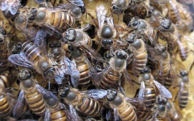 阿壩中蜂有哪些優點和缺點（阿壩中蜂的特點）