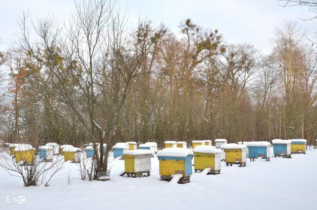 北方冬季如何喂養(yǎng)蜜蜂（北方養(yǎng)蜂越冬飼喂經(jīng)驗分享）