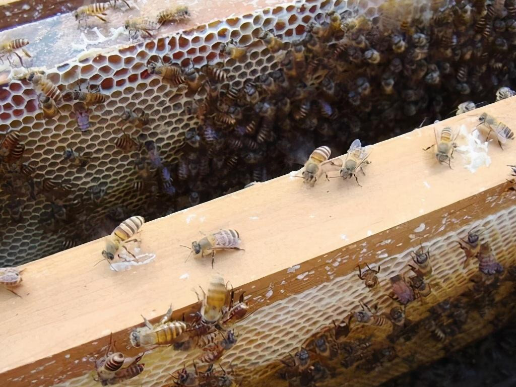 巢蟲什么季節(jié)會(huì)有(什么季節(jié)蟲子多) 巢蟲什么季節(jié)會(huì)有(什么季節(jié)蟲子多)