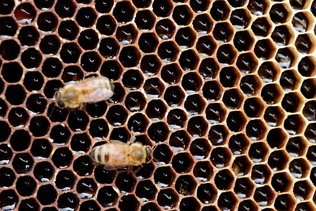 巢蟲什么季節(jié)會(huì)有(什么季節(jié)蟲子多) 巢蟲什么季節(jié)會(huì)有(什么季節(jié)蟲子多)