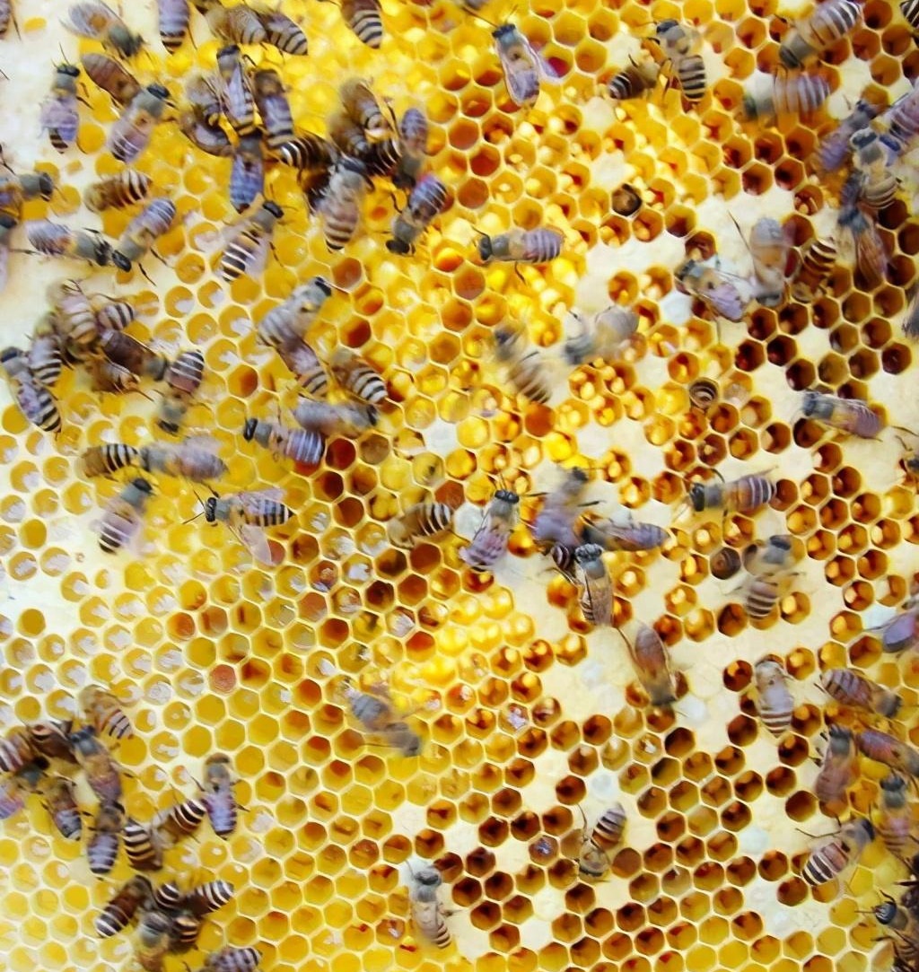 巢蟲什么季節(jié)會(huì)有(什么季節(jié)蟲子多) 巢蟲什么季節(jié)會(huì)有(什么季節(jié)蟲子多)