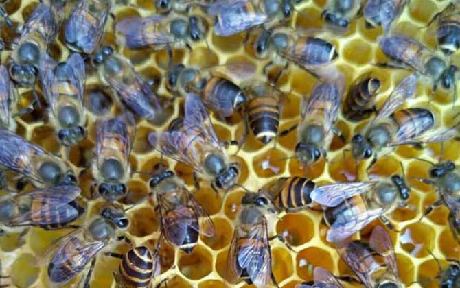 新蜂試飛和盜蜂怎么區分