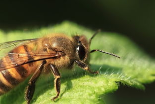 幾只工蜂直接飛進空箱是什么情況（蜜蜂不結團直接進入空蜂箱，是蜜蜂變懶了嗎）
