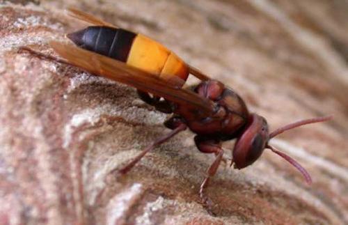 蜜蜂夜飛是什么原因(蜜蜂夜飛能怎么做) 蜜蜂夜飛是什么原因(蜜蜂夜飛能怎么做)