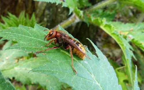 蜜蜂夜飛是什么原因(蜜蜂夜飛能怎么做) 蜜蜂夜飛是什么原因(蜜蜂夜飛能怎么做)