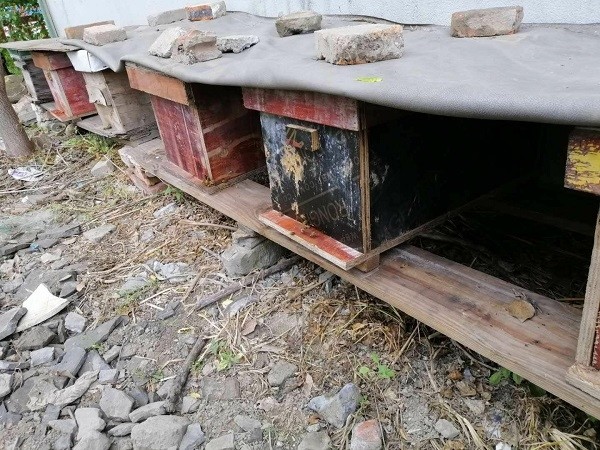 一個新手如何開始養(yǎng)蜂（新手要怎么開始養(yǎng)蜂）