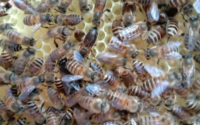 蜜蜂春繁加脾有規律么（蜜蜂春繁加脾規律有哪些）