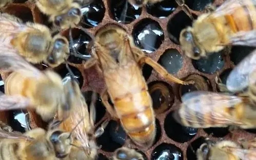 偵查蜂從來都不采蜜嗎(蜜蜂偵查蜂每天都有嗎) 偵查蜂從來都不采蜜嗎(蜜蜂偵查蜂每天都有嗎)