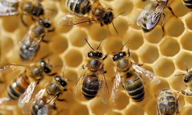 工蜂是受精卵發(fā)育的嗎(工蜂有生育能力嗎) 工蜂是受精卵發(fā)育的嗎(工蜂有生育能力嗎)