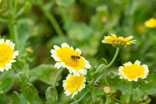 工蜂是受精卵發(fā)育的嗎 工蜂是受精卵發(fā)育的嗎