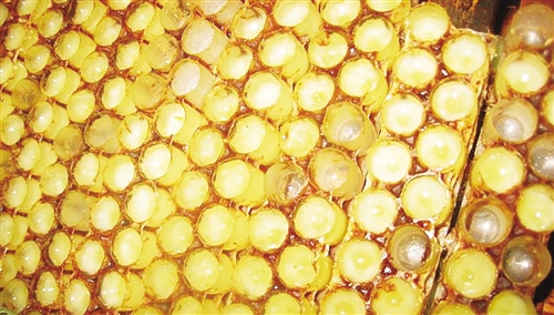 蜂王漿怎么產生出來的?(細數蜂王漿的來源) 蜂王漿怎么產生出來的?(細數蜂王漿的來源)