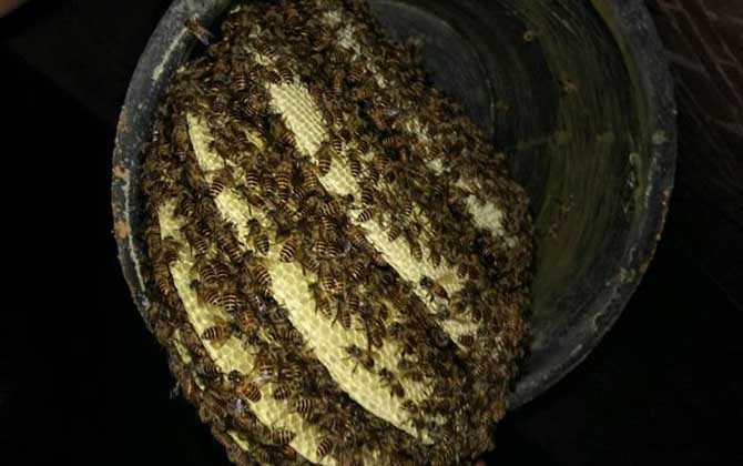 如何識別工蜂產卵(工蜂產卵怎么處理) 如何識別工蜂產卵(工蜂產卵怎么處理)