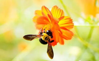 蜂螨的繁殖周期(蜂螨是什么引起的) 蜂螨的繁殖周期(蜂螨是什么引起的)