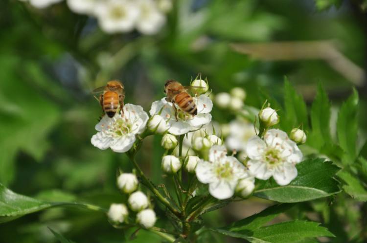 蜜蜂糖的功效與作用 蜜蜂糖的功效與作用
