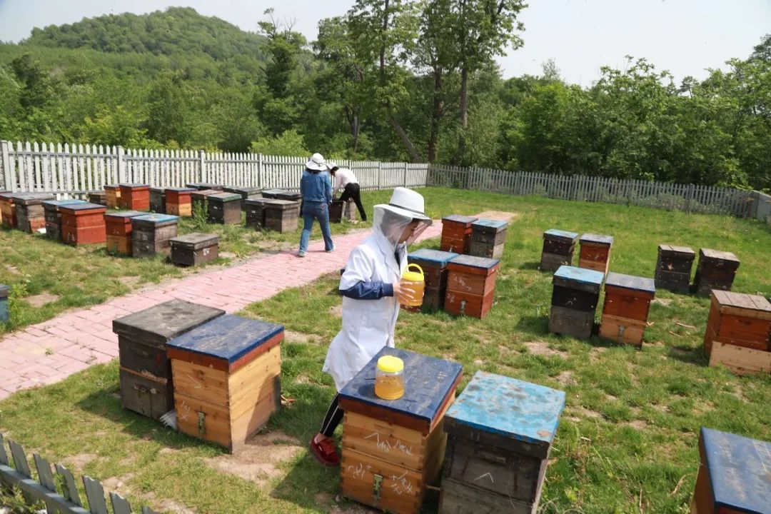 城市養(yǎng)蜂歸哪個部門管（養(yǎng)蜂屬于畜牧業(yè)嗎）