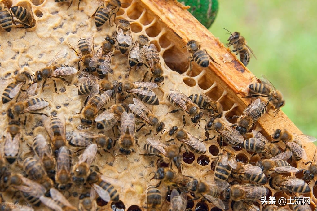 高加索蜂的飼養(yǎng)經(jīng)驗（新手養(yǎng)殖蜜蜂技巧）