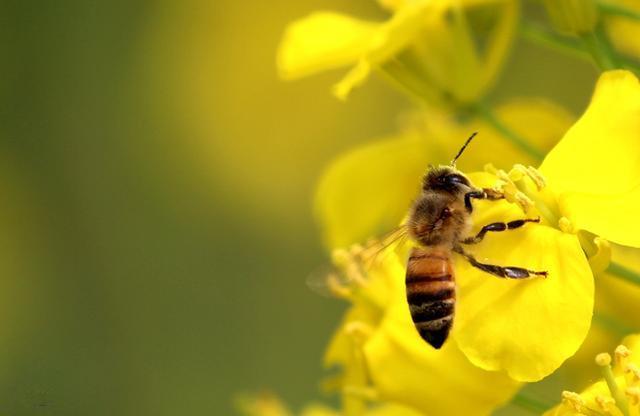 割蜜后工蜂不出勤是什么原因(工蜂為啥不出勤) 割蜜后工蜂不出勤是什么原因(工蜂為啥不出勤)