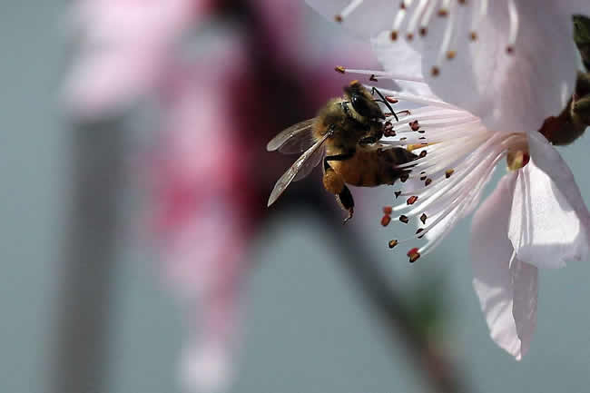 【蜜蜂知識】蜜蜂采蜜對花有什么好處？