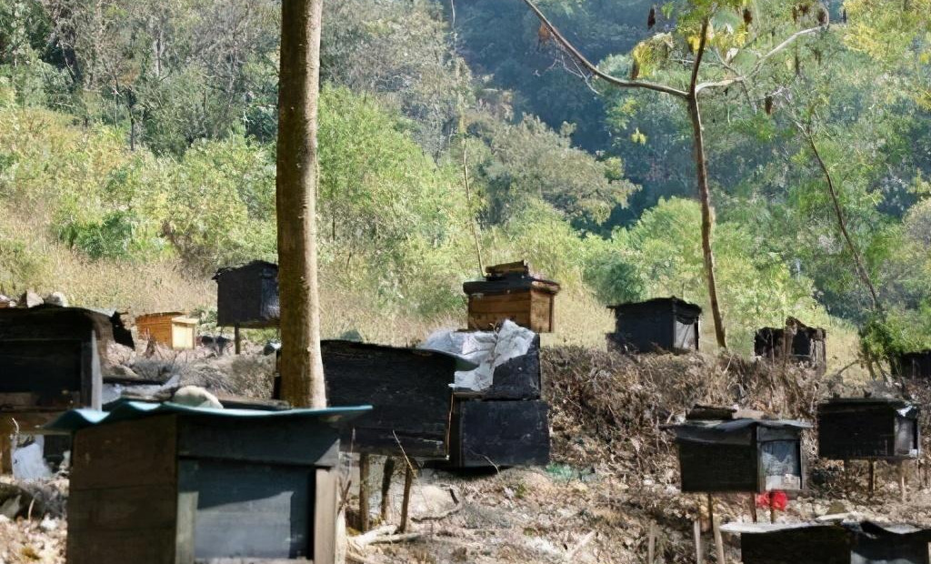 一個(gè)人最多能養(yǎng)多少箱蜜蜂（一個(gè)蜂場適宜養(yǎng)多少箱蜜蜂）