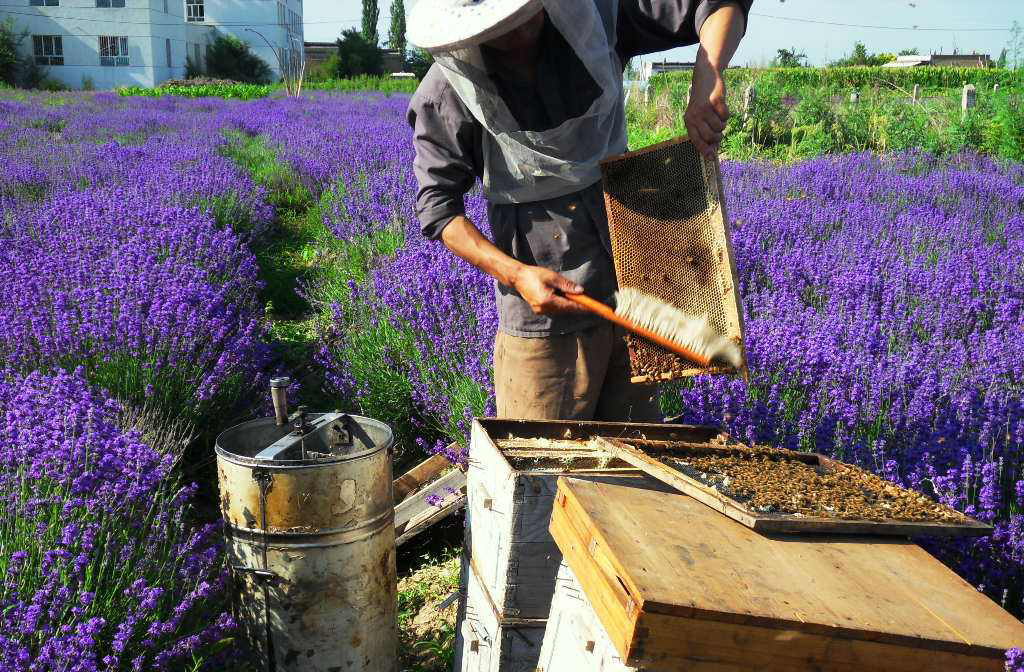最好的蜂蜜在哪里(盤點世界各地的知名蜂蜜) 最好的蜂蜜在哪里(盤點世界各地的知名蜂蜜)
