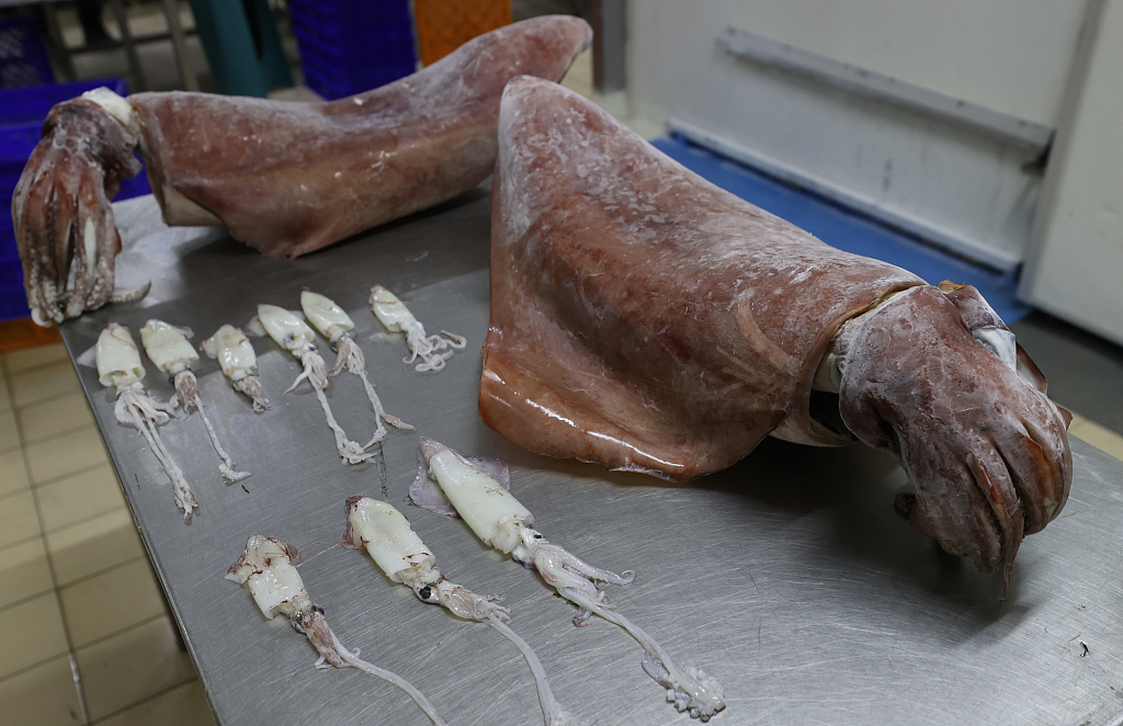 愛琴海出現(xiàn)16公斤巨型烏賊 科學家稱因海水溫度升高