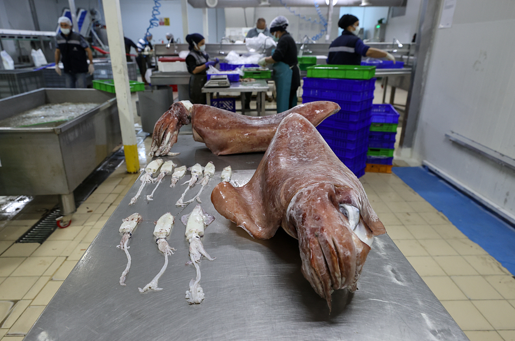 愛琴海出現(xiàn)16公斤巨型烏賊 科學家稱因海水溫度升高