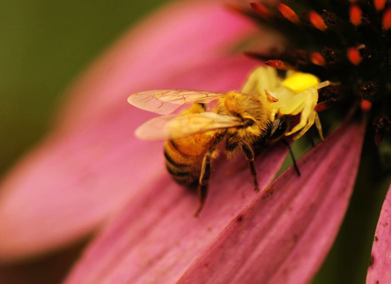 養(yǎng)蜂怎樣防治蟾蜍? 養(yǎng)蜂怎樣防治蟾蜍?
