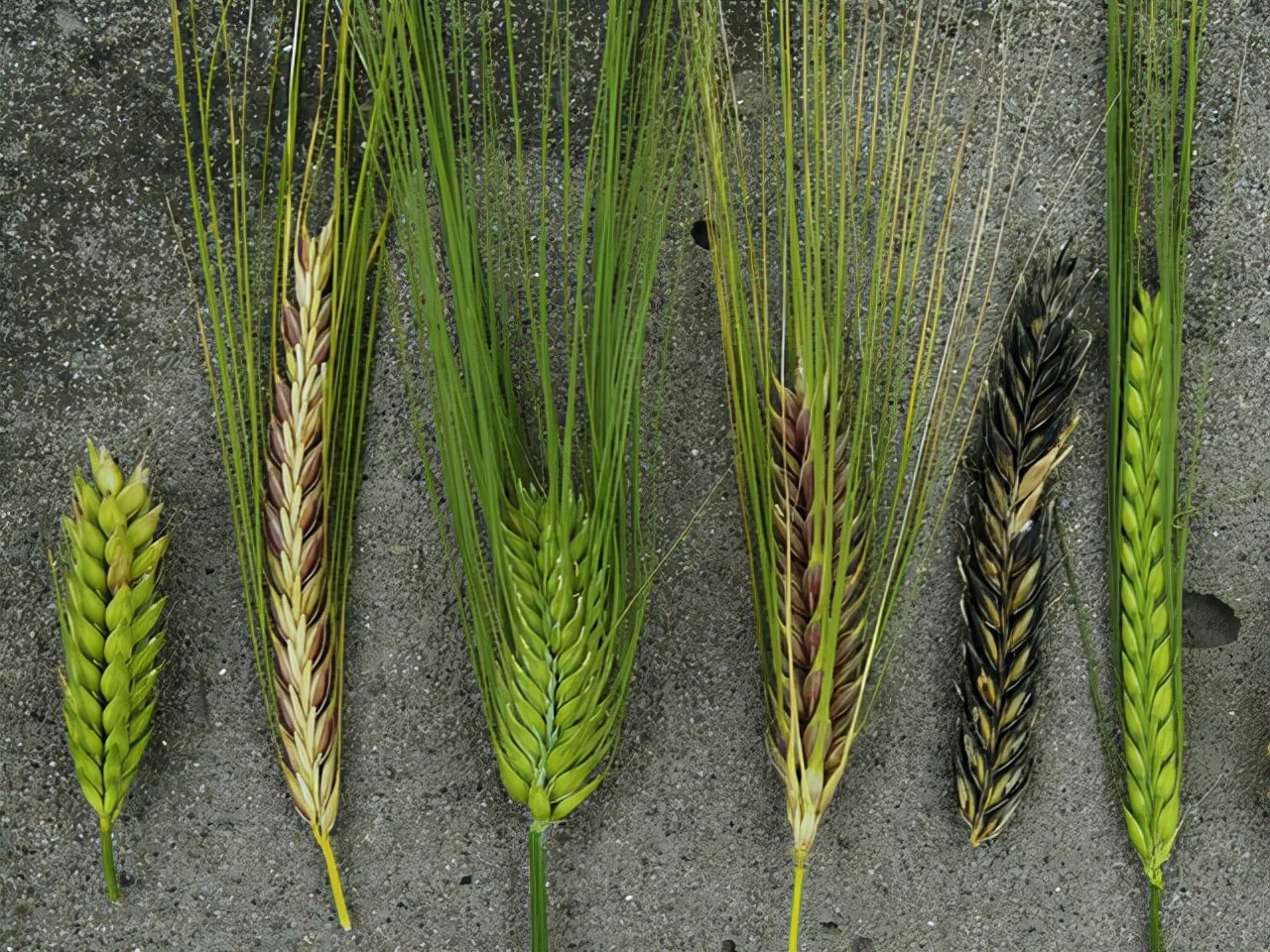 地球上最成功的植物，1萬年前操縱智人，占地面積將近10個(gè)英國