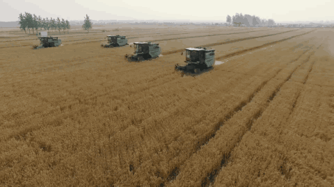 地球上最成功的植物，1萬年前操縱智人，占地面積將近10個(gè)英國