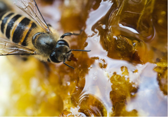 蜂蜜是蜜蜂的排泄物嗎(蜂蜜是怎么來的) 蜂蜜是蜜蜂的排泄物嗎(蜂蜜是怎么來的)