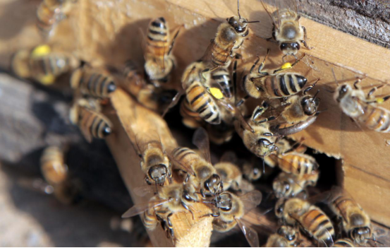 蜂蜜是蜜蜂的排泄物嗎(蜂蜜是怎么來的) 蜂蜜是蜜蜂的排泄物嗎(蜂蜜是怎么來的)