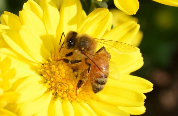 可以用一箱意蜂繁殖成一個(gè)蜂場(chǎng)嗎（意蜂一年可以繁殖幾箱）