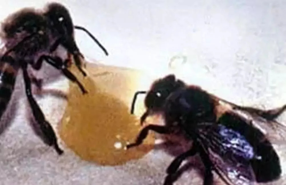 可以用一箱意蜂繁殖成一個(gè)蜂場(chǎng)嗎（意蜂一年可以繁殖幾箱）