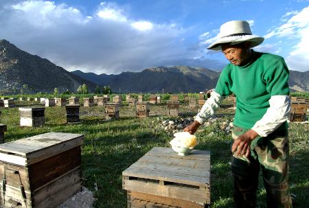 職業(yè)養(yǎng)蜂人一年利潤(rùn)有多少（辛辛苦苦的養(yǎng)蜂人一年能賺多少錢(qián)）