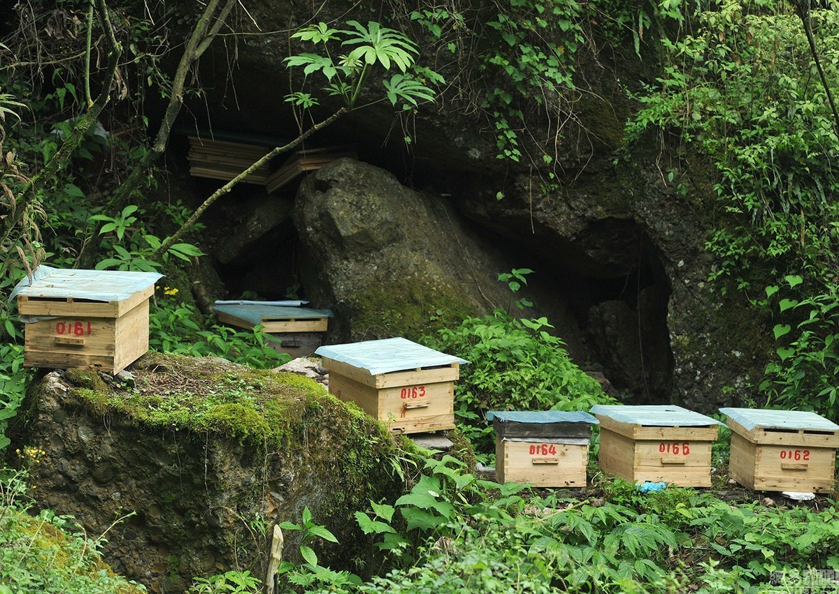 職業(yè)養(yǎng)蜂人一年利潤(rùn)有多少（辛辛苦苦的養(yǎng)蜂人一年能賺多少錢(qián)）