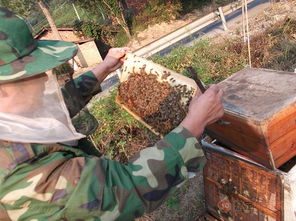 職業(yè)養(yǎng)蜂人一年利潤(rùn)有多少（辛辛苦苦的養(yǎng)蜂人一年能賺多少錢(qián)）