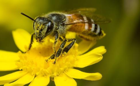 松丹一號種王是蜜型王還是漿型王（同樣是流蜜期，為何蜂蜜產量相差那么大）