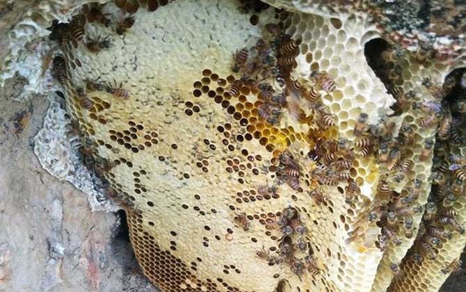 養中蜂最忌些什么東西?(中蜂養殖的注意事項) 養中蜂最忌些什么東西?(中蜂養殖的注意事項)