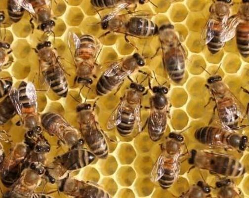 蜜蜂巢蟲如何防治 蜜蜂巢蟲如何防治