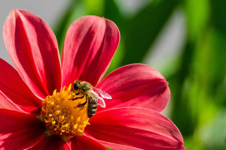 蜜蜂的資料有哪些內容？
